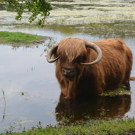 Отель Strandhotel Golfzang 4*