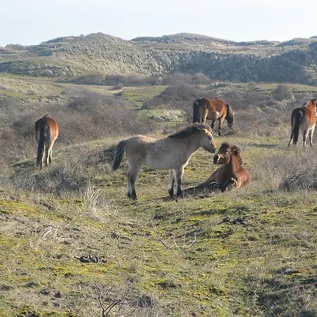 Strandhotel Golfzang 4*