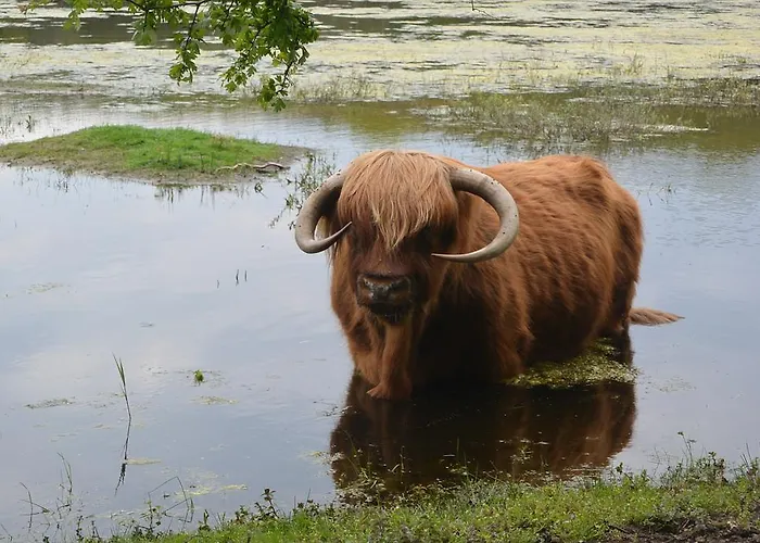 Hotel Strandhotel Golfzang 4*