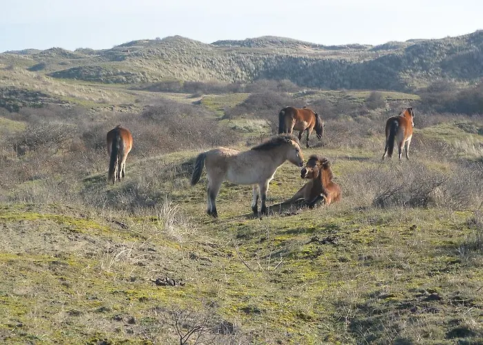 Strandhotel Golfzang 4*