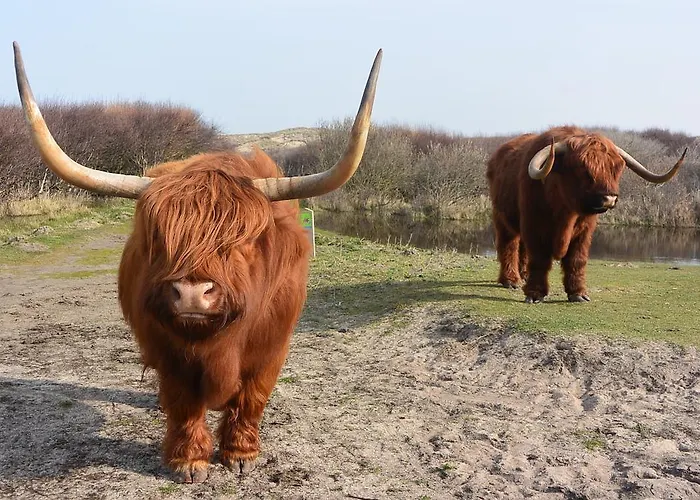 Hotel Strandhotel Golfzang Egmond aan Zee
